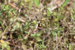 Cerastium brachypodum