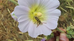 Plagionotus bobelayei