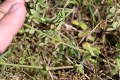 Cerastium brachypodum