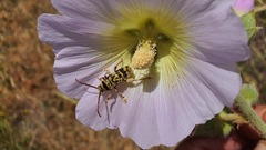 Plagionotus bobelayei