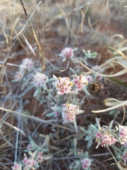 Helichrysum candolleanum