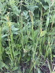 Melica spectabilis
