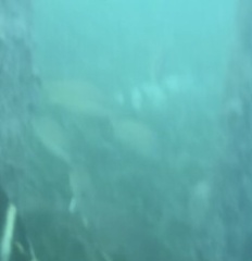 Haemulon flavolineatum