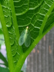 Chrysoperla rufilabris
