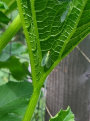 Chrysoperla rufilabris