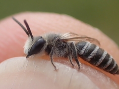 Colletes marginatus