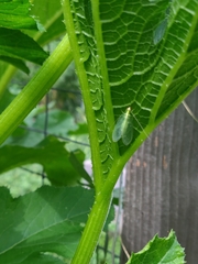 Chrysoperla rufilabris