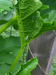 Chrysoperla rufilabris