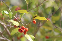 Tricalysia