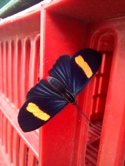 Esthemopsis pherephatte