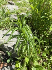 Achillea ptarmicoides