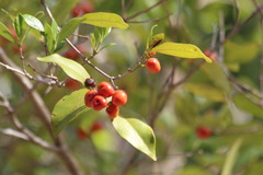Tricalysia