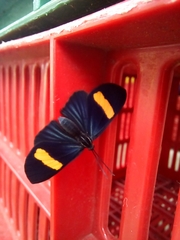 Esthemopsis pherephatte