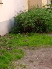Turdus pilaris