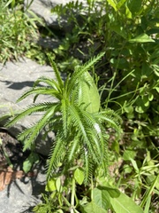 Achillea ptarmicoides
