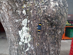 Esthemopsis pherephatte