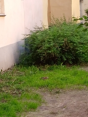 Turdus pilaris
