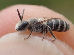 Colletes marginatus
