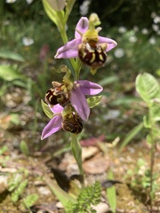 Ophrys scolopax