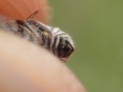 Colletes marginatus