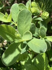 Lonicera villosa