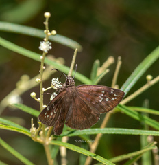 Ephyriades brunnea floridensis