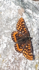 Euphydryas intermedia
