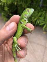 Iguana iguana