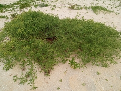 Amaranthus arenicola