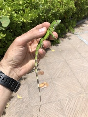 Iguana iguana