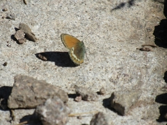 Coenonympha gardetta