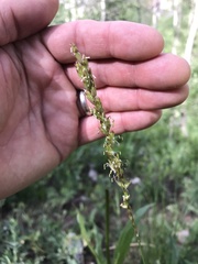 Melica spectabilis