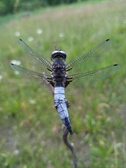 Libellula fulva