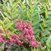 Coriaria japonica intermedia - Photo (c) walterchien, some rights reserved (CC BY-NC), uploaded by walterchien