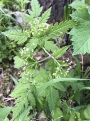 Osmorhiza depauperata