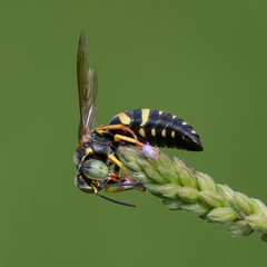 Bicyrtes insidiatrix