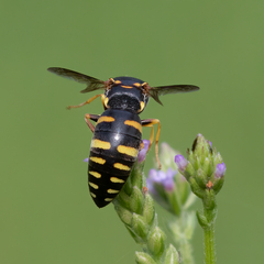 Bicyrtes insidiatrix