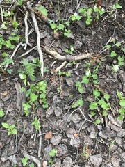 Viola canadensis scopulorum