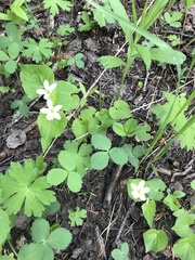 Viola canadensis scopulorum