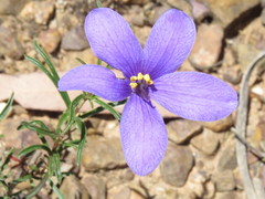 Cheiranthera linearis