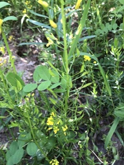 Draba spectabilis