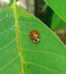 Harmonia axyridis