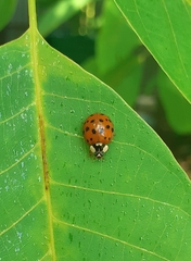 Harmonia axyridis