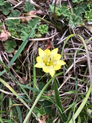 Chondrophylla