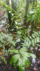 Acrostichum danaeifolium