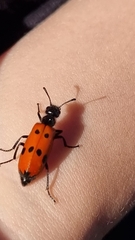 Mylabris quadripunctata