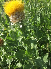 Centaurea macrocephala