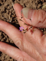 Leptosiphon bolanderi