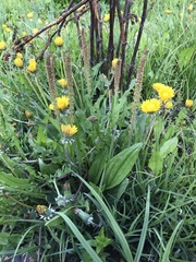 Plantago tweedyi