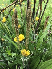 Plantago tweedyi